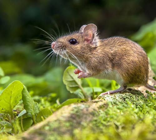 Mouse