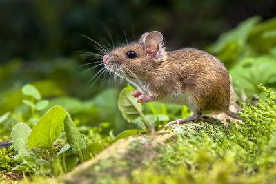 Mouse